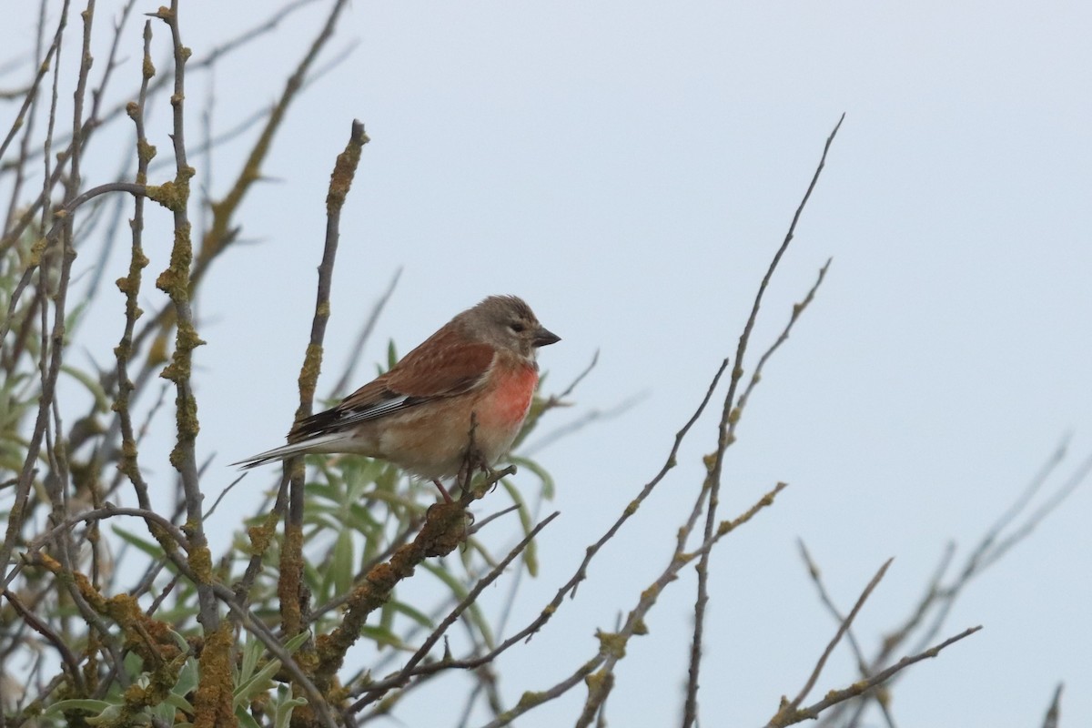 Eurasian Linnet - ML636237703