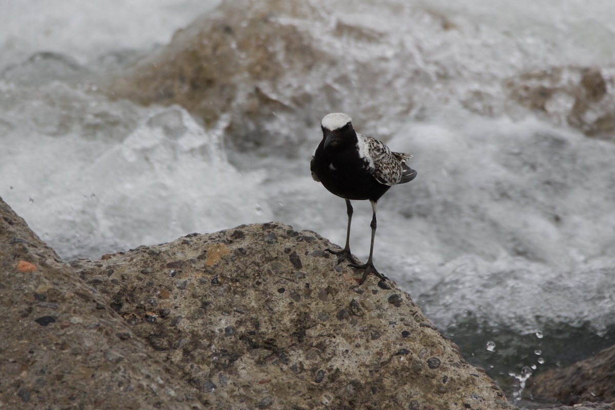 灰斑鴴 - ML636237711