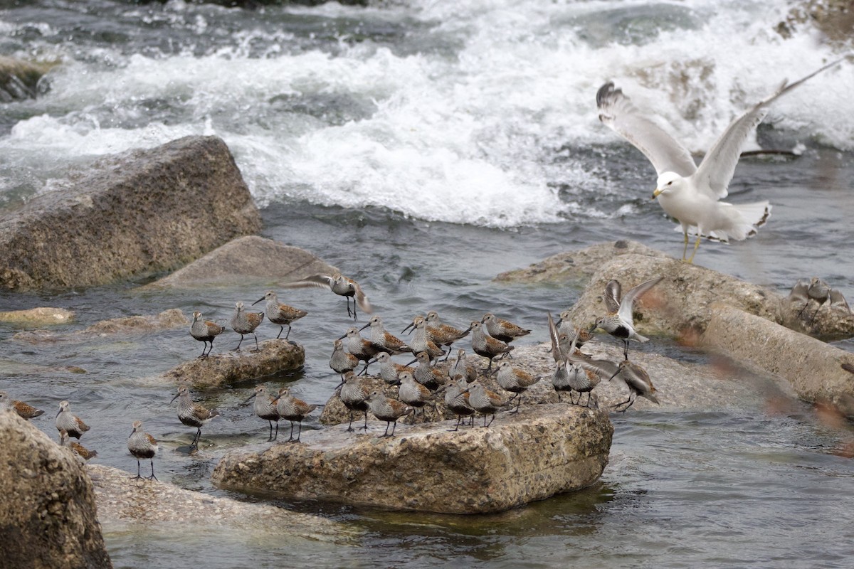 黑腹濱鷸 - ML636237715