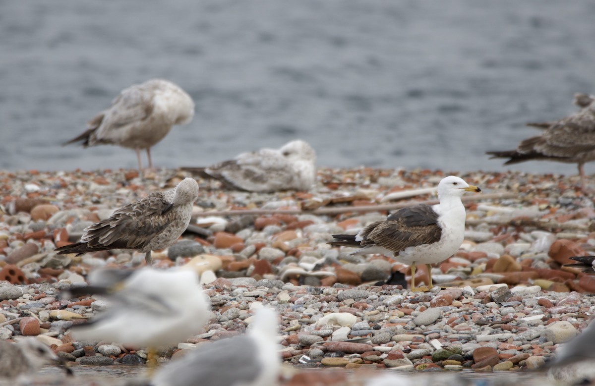 小黑背鷗 - ML636237723