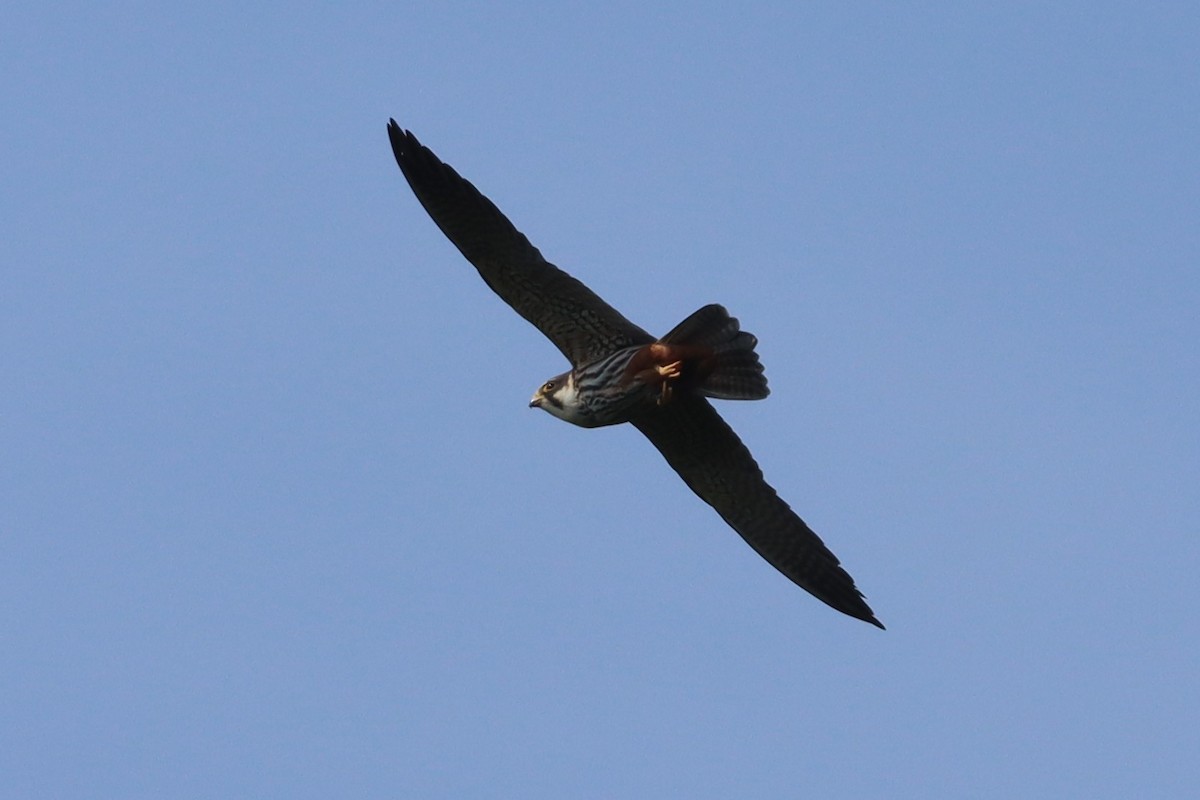 Eurasian Hobby - ML636237757