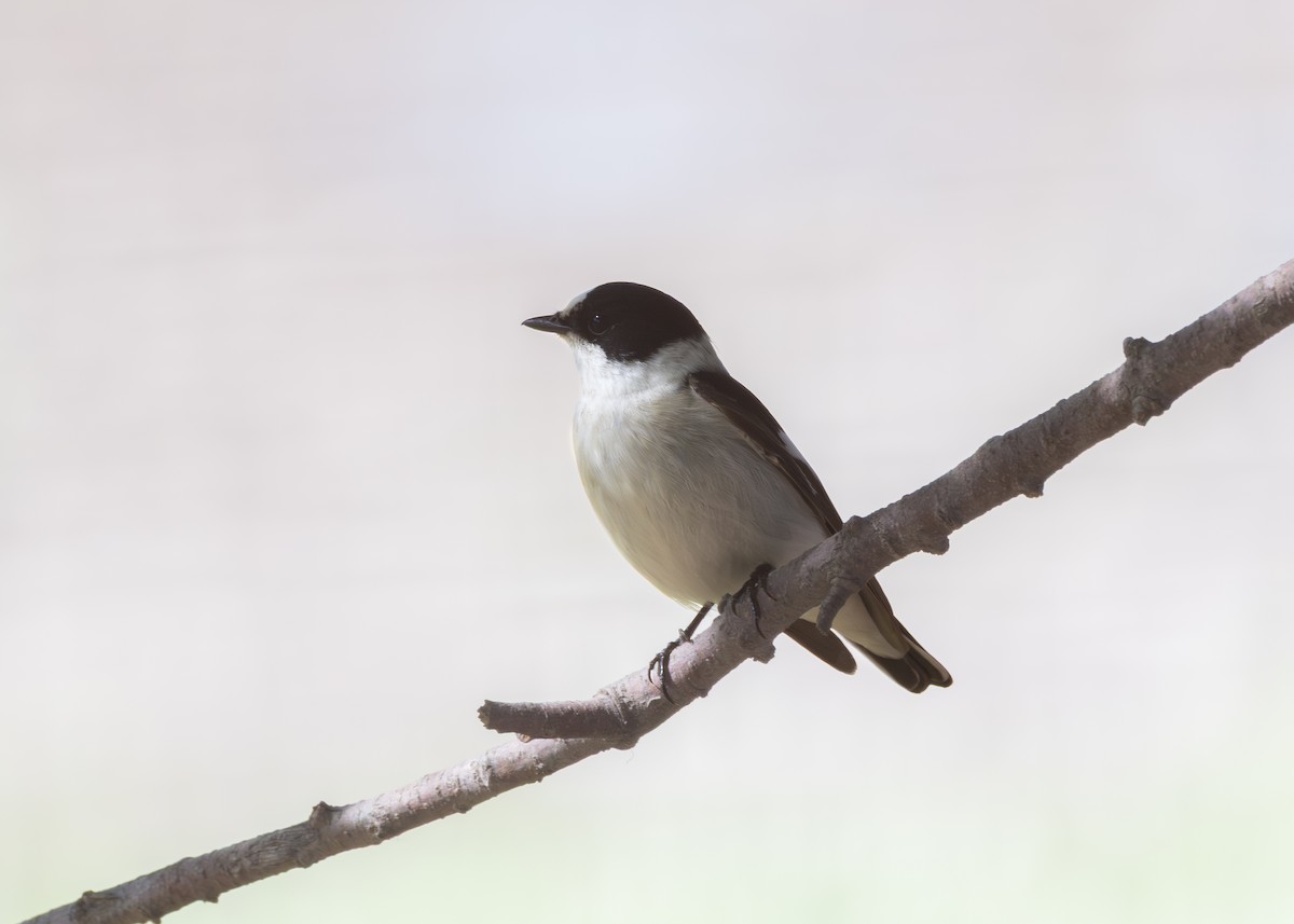 Collared Flycatcher - ML636237790