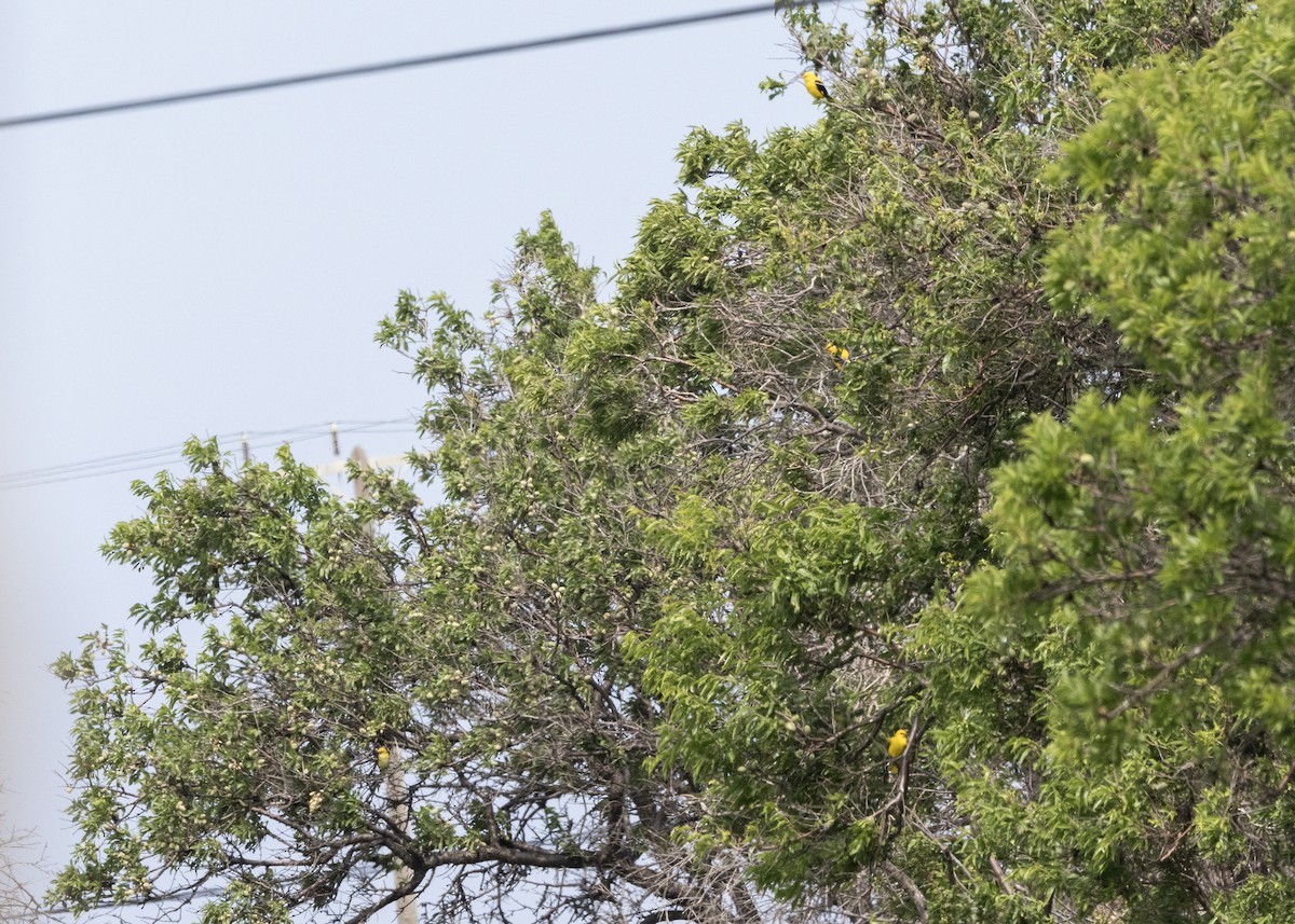Eurasian Golden Oriole - ML636237825