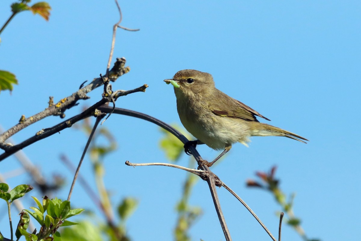 Common Chiffchaff - ML636237833