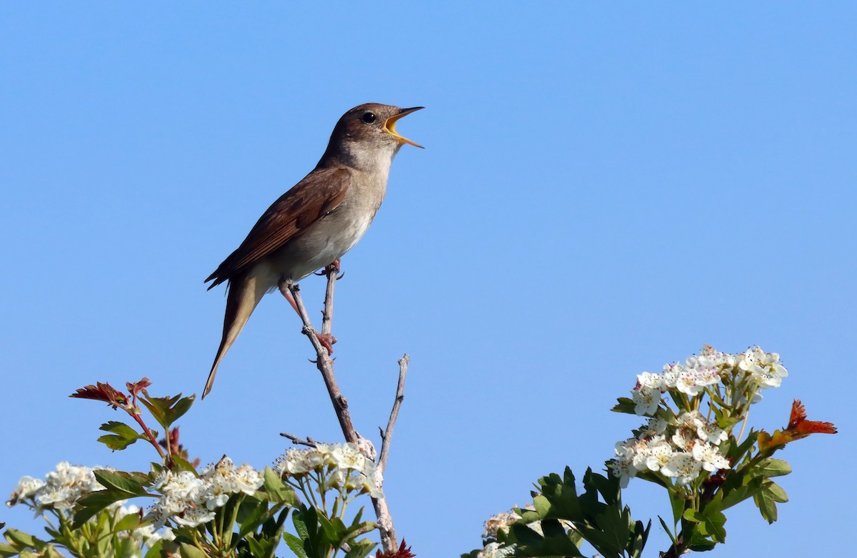 Common Nightingale - ML636237857