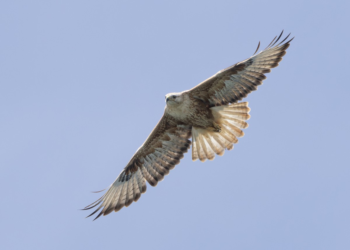 Long-legged Buzzard (Northern) - ML636237884