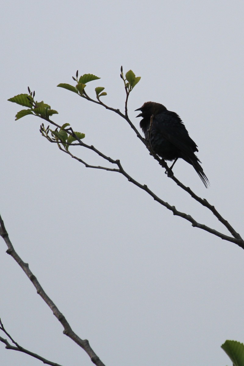 Brown-headed Cowbird - ML636237897