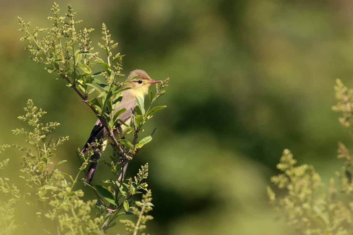 Icterine Warbler - ML636237916