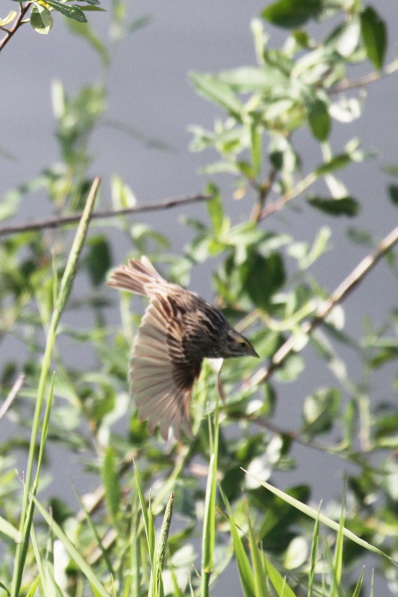 稀樹草鵐 - ML636237926
