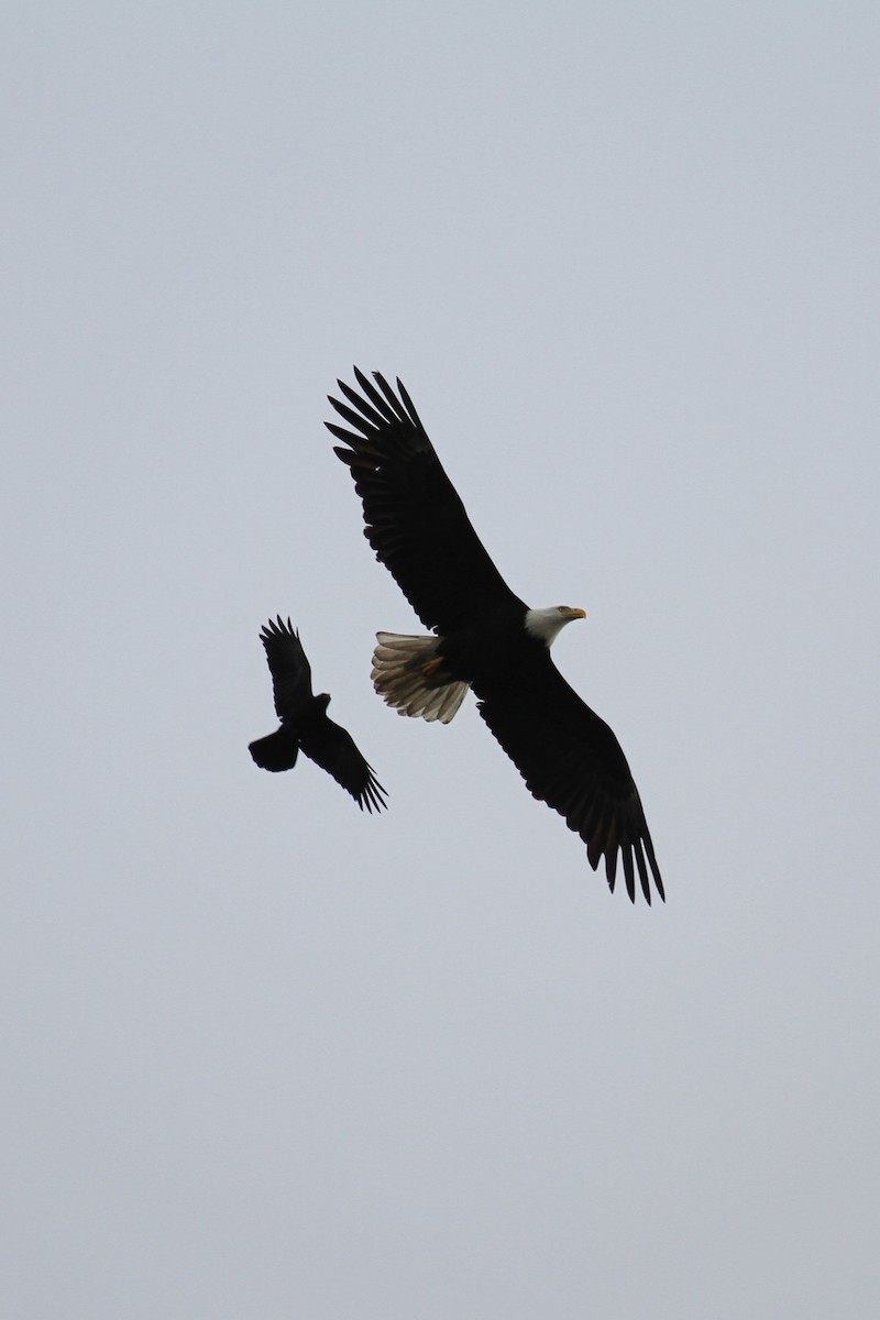Bald Eagle - ML636237939