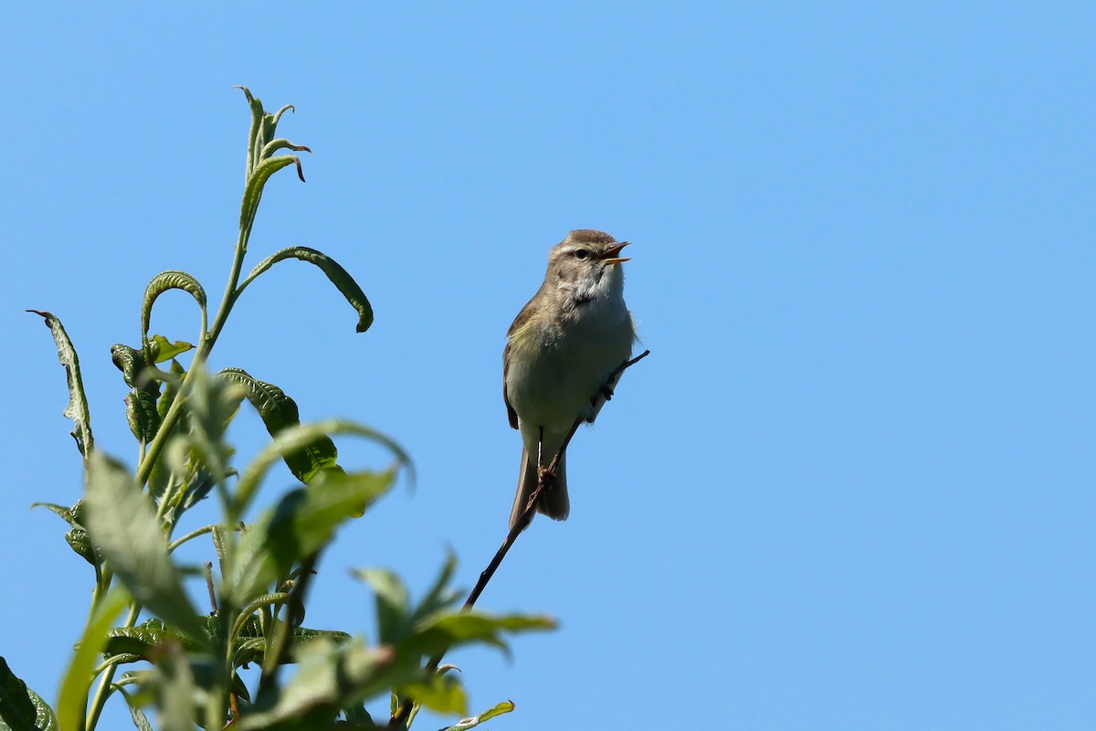 Willow Warbler - ML636237940