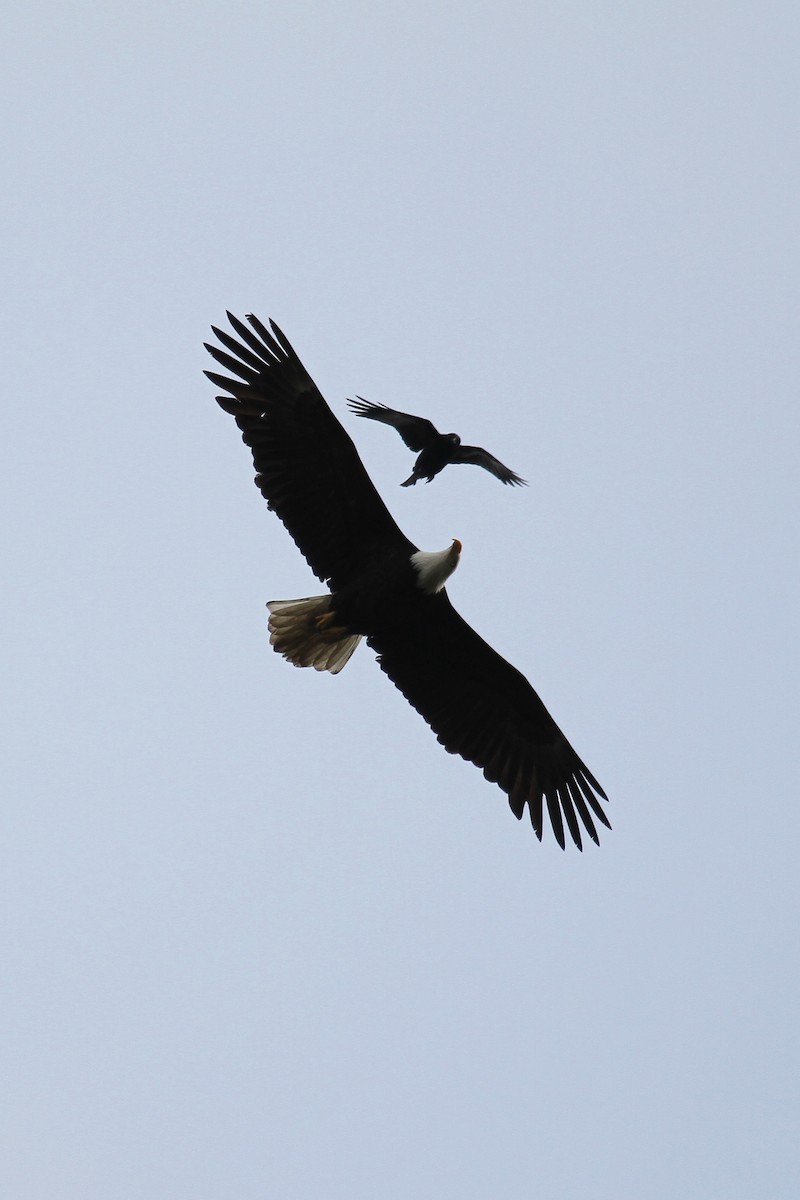 Bald Eagle - ML636237943