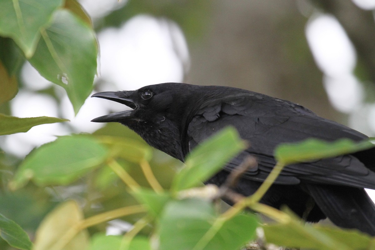 American Crow - ML636237949