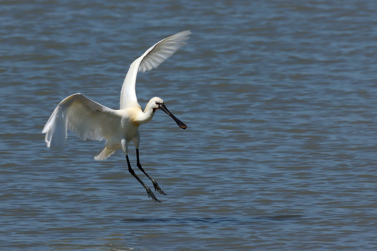 Eurasian Spoonbill - ML636237953