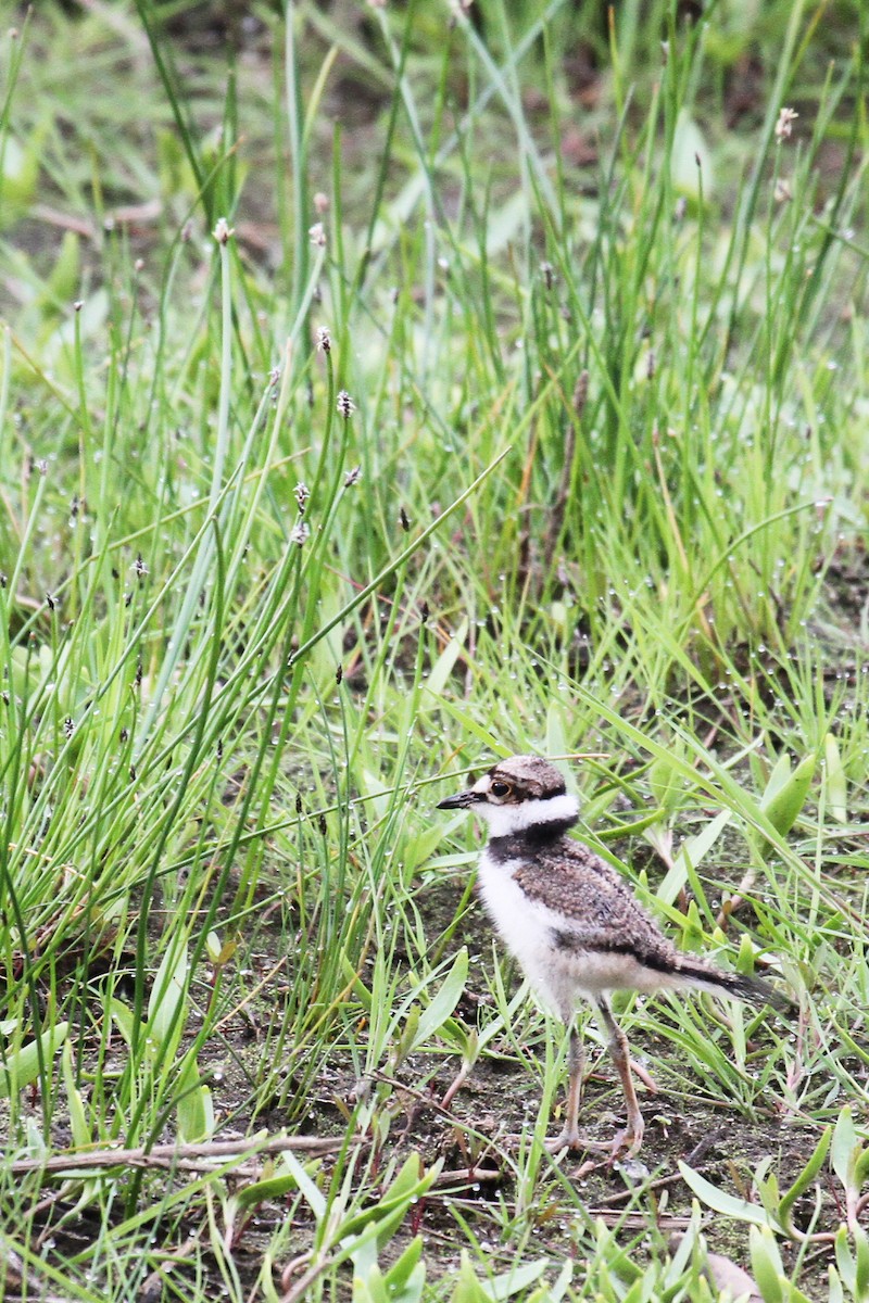 Killdeer - ML636237970