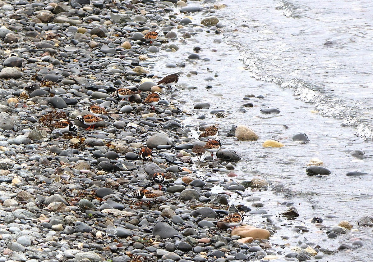 Black Turnstone - ML636237971