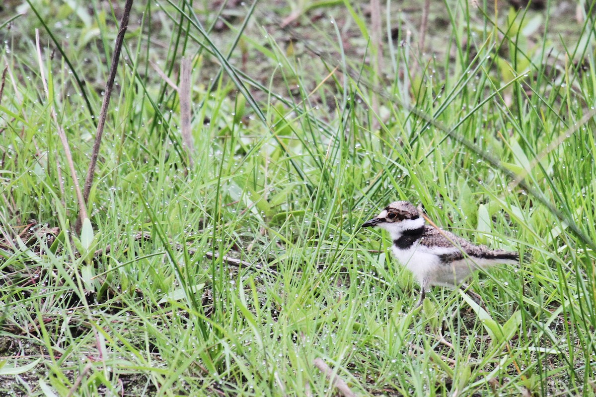 Killdeer - ML636237974