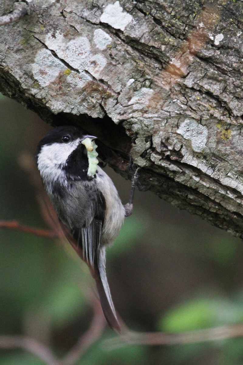 Black-capped Chickadee - ML636237983