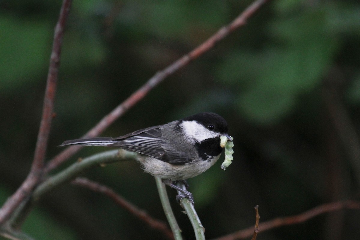 Black-capped Chickadee - ML636237988