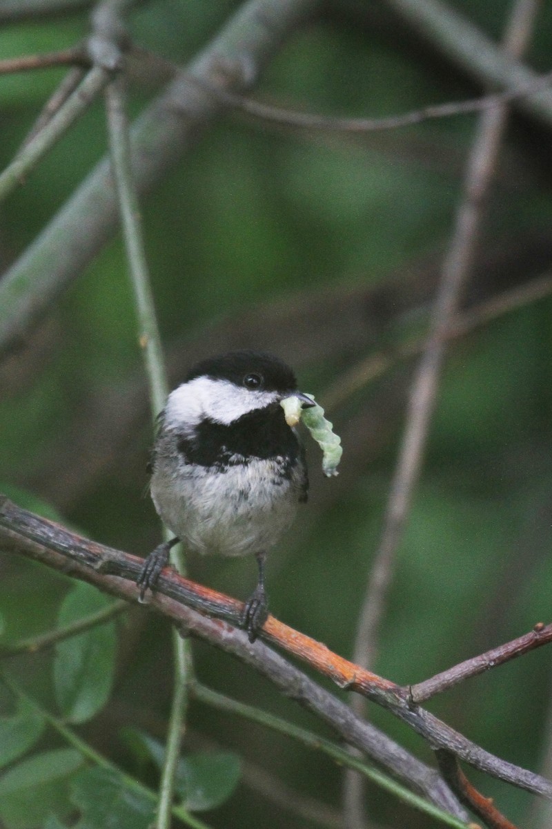 Black-capped Chickadee - ML636237990