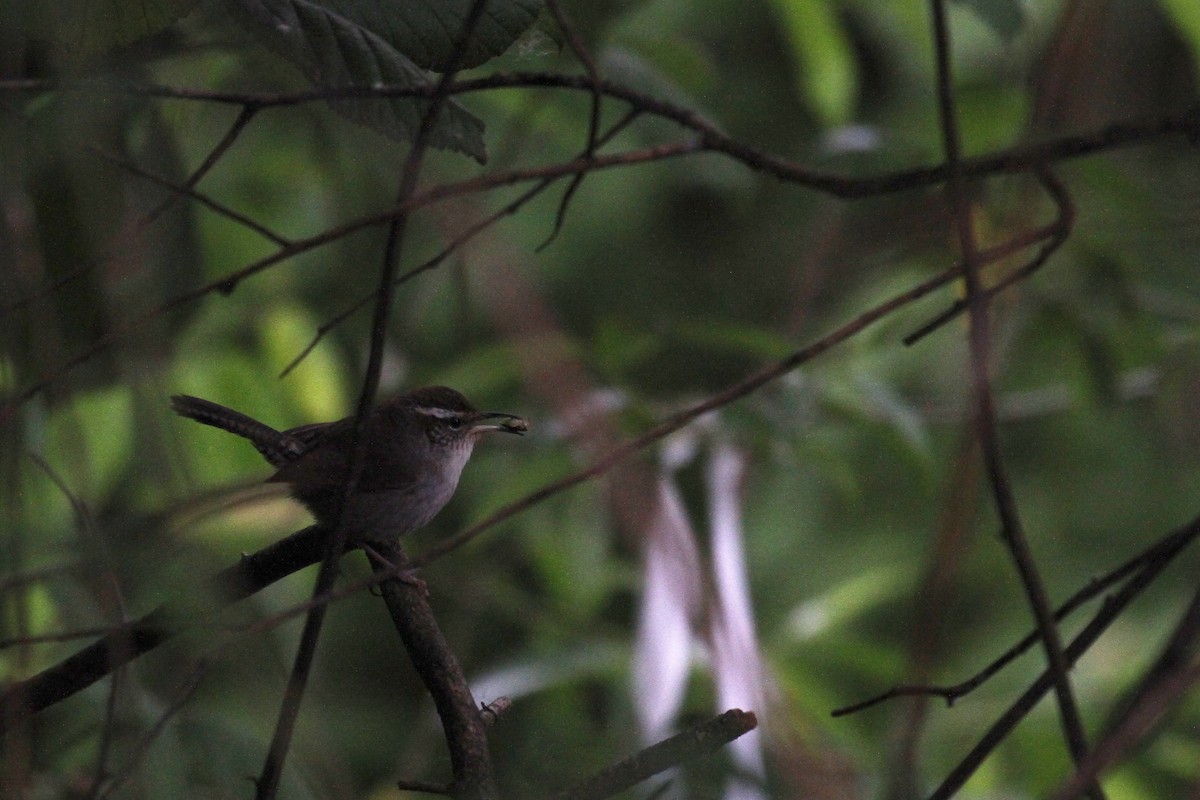 Bewick's Wren - ML636237991