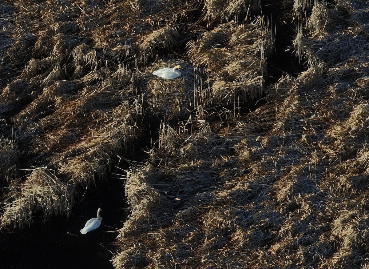 Trumpeter Swan - ML636238180
