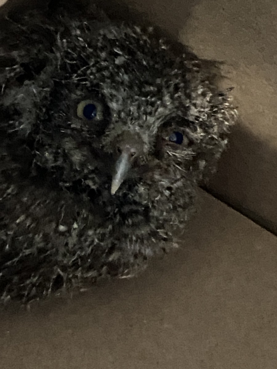 výreček americký - ML636238261