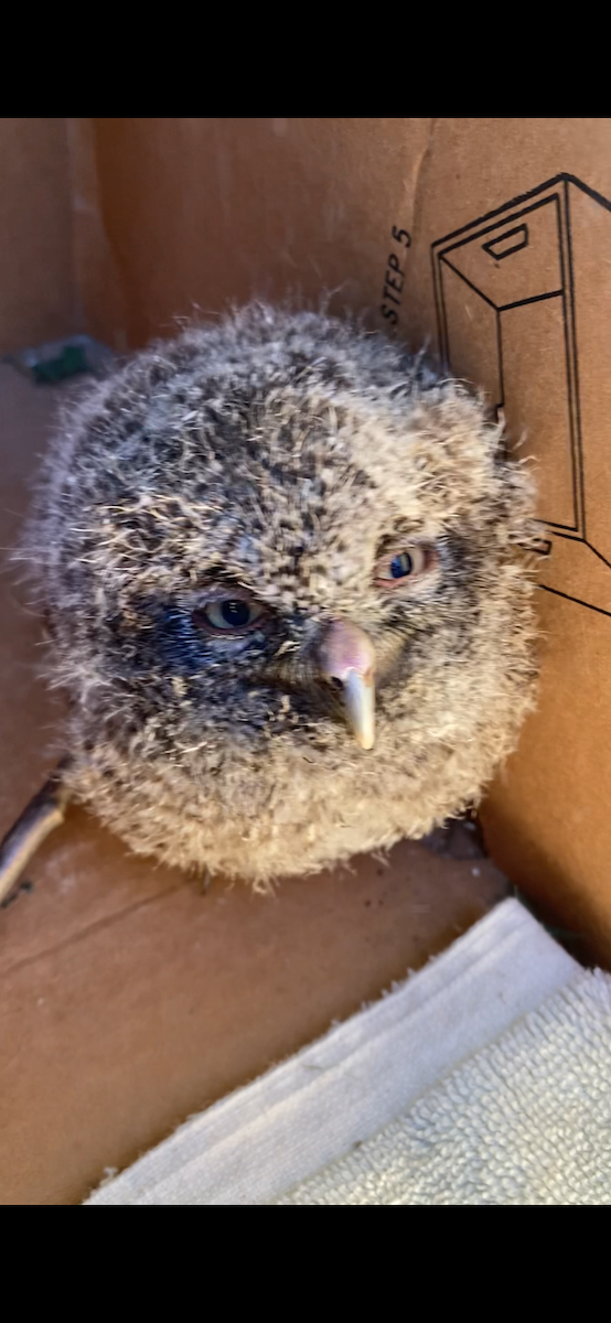 výreček americký - ML636238301