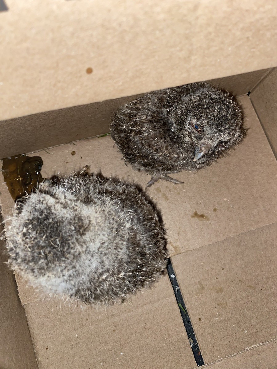 výreček americký - ML636238302