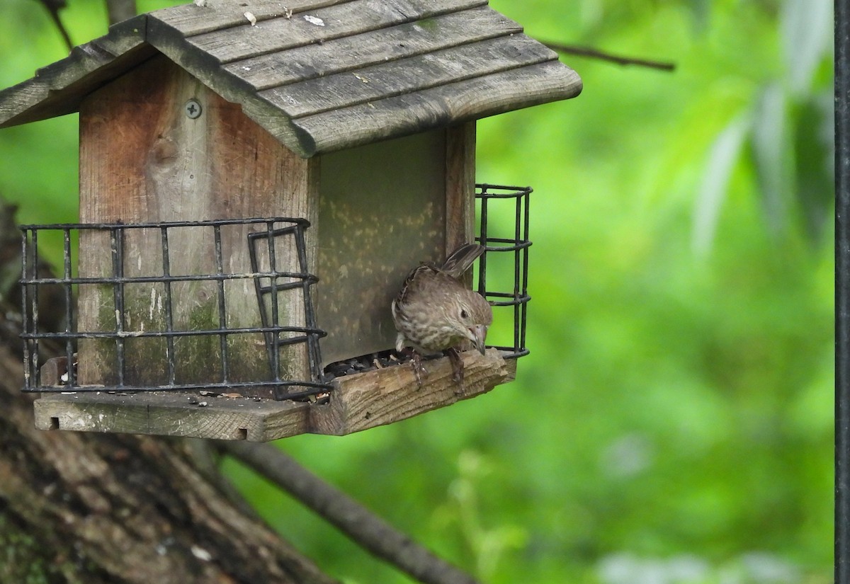 House Finch - ML636238335