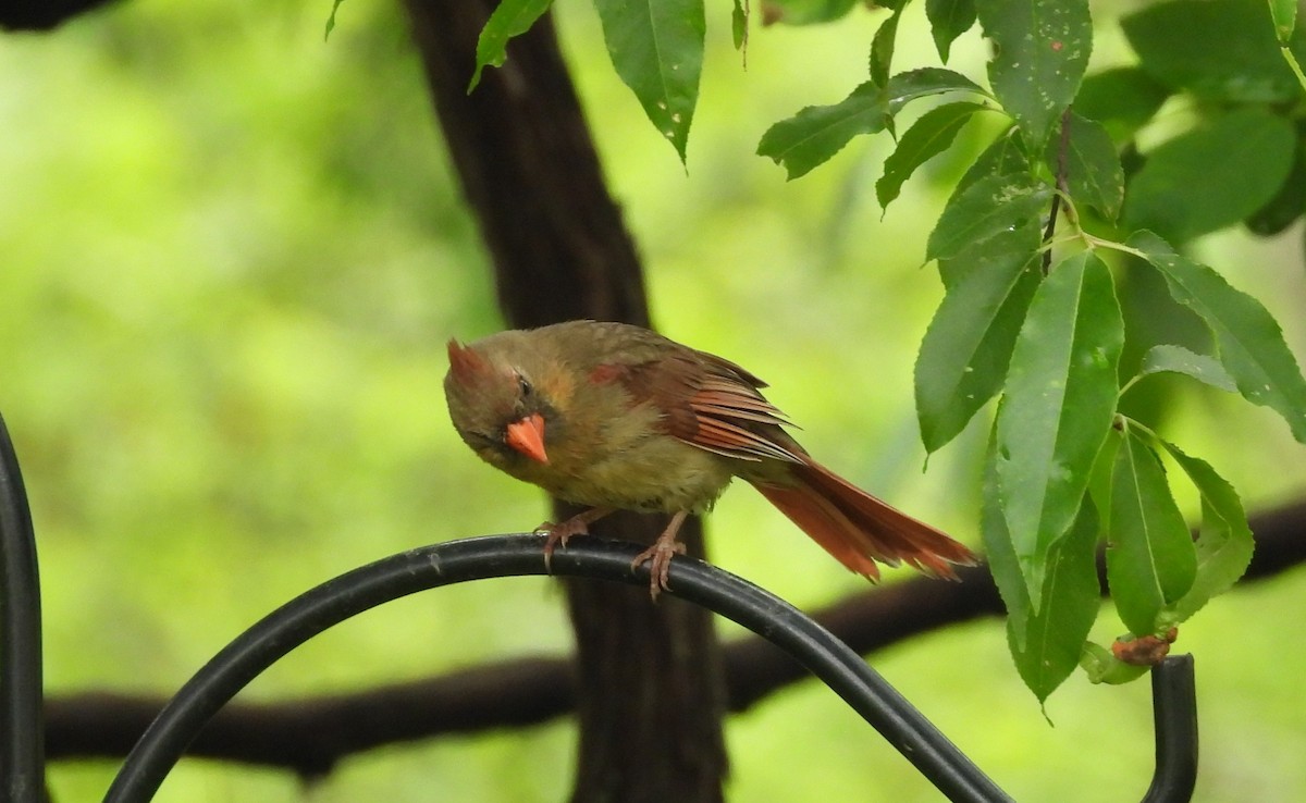 Northern Cardinal - ML636238398