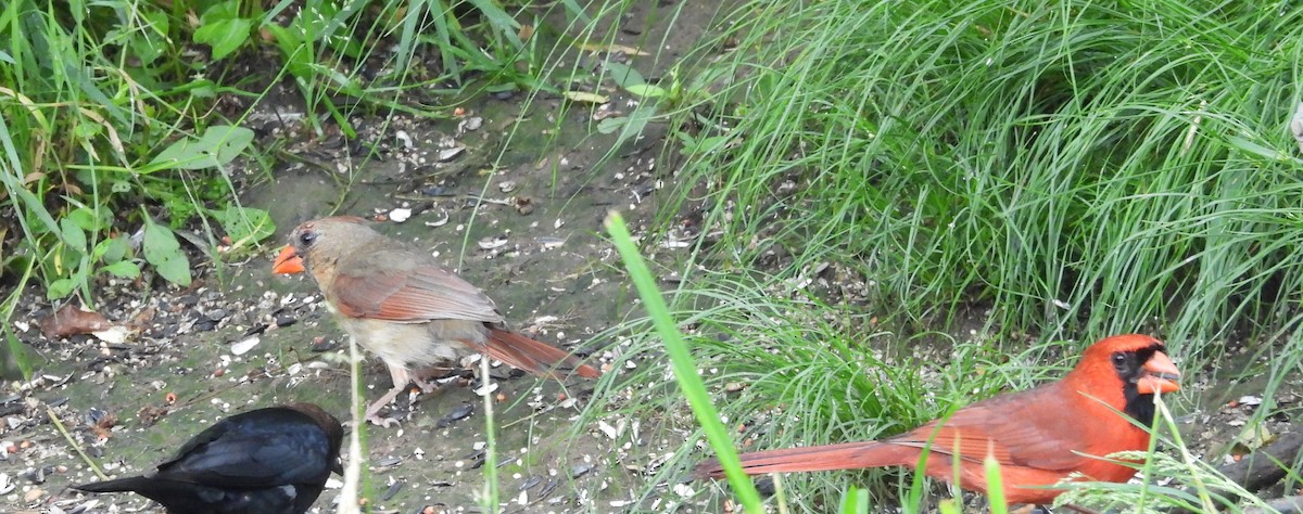 Northern Cardinal - ML636238399