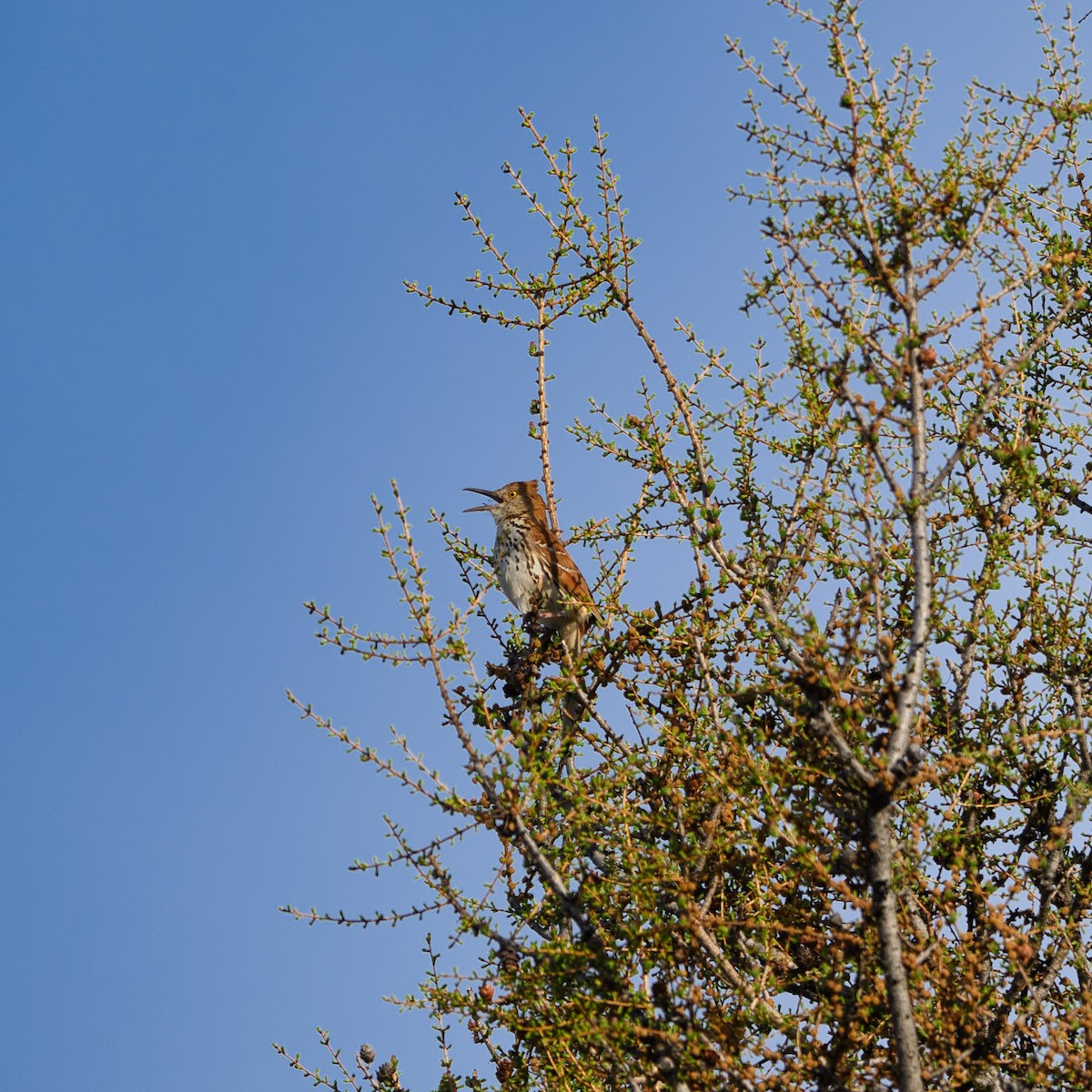 drozdec hnědý - ML636238577