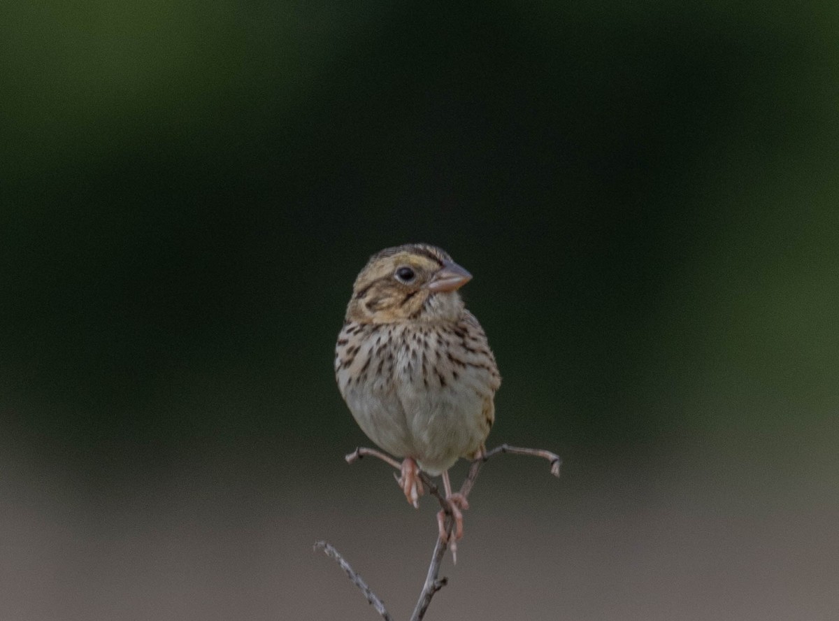 Henslow's Sparrow - ML636238595