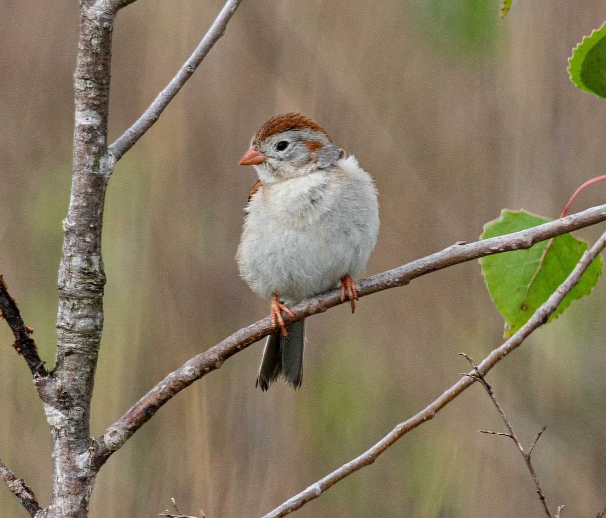 Field Sparrow - ML636238604