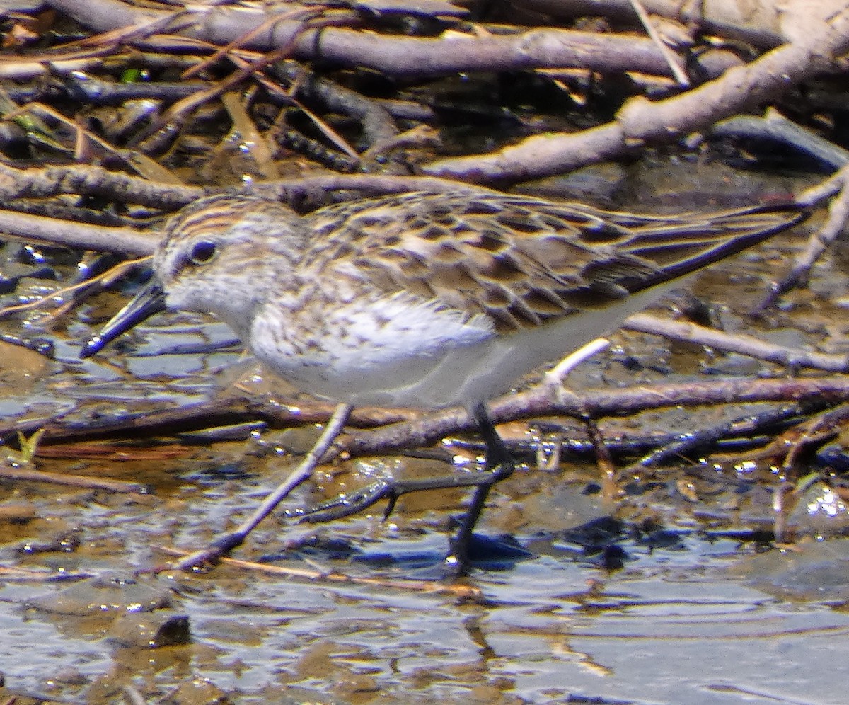 sandsnipe - ML636238623