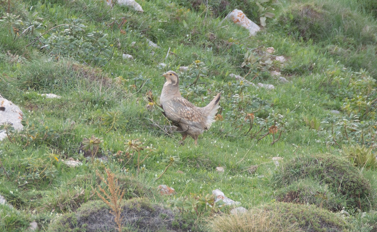 Caspian Snowcock - ML636238680