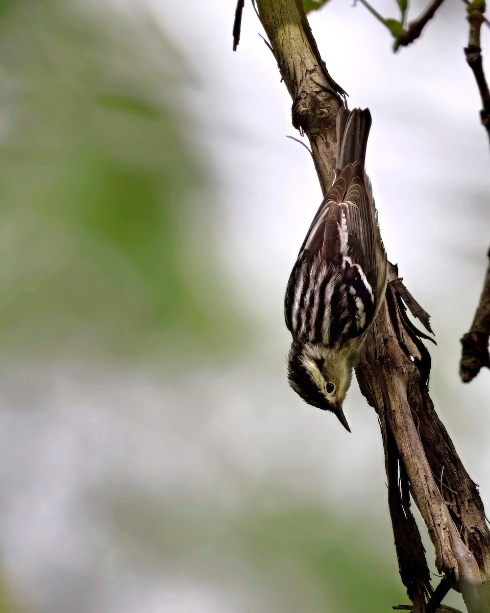 Blackpoll Warbler - ML636238730