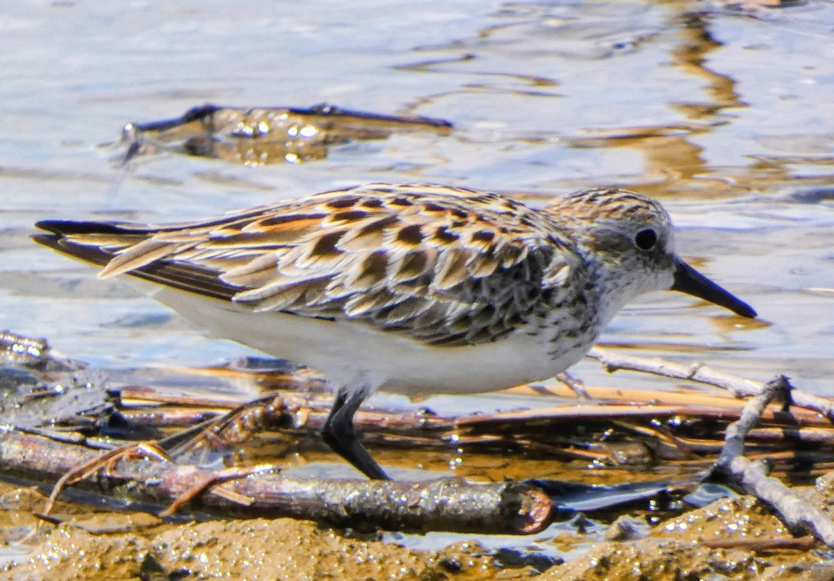 sandsnipe - ML636238767
