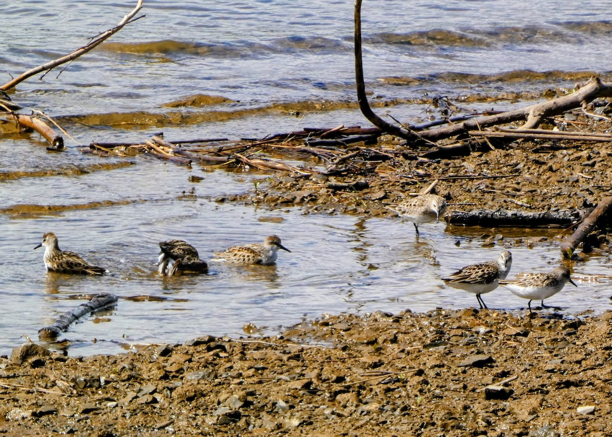 sandsnipe - ML636238768