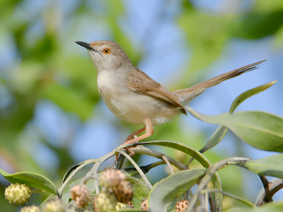 alveprinia - ML636238792
