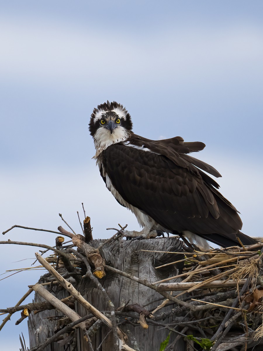 Osprey - ML636238827