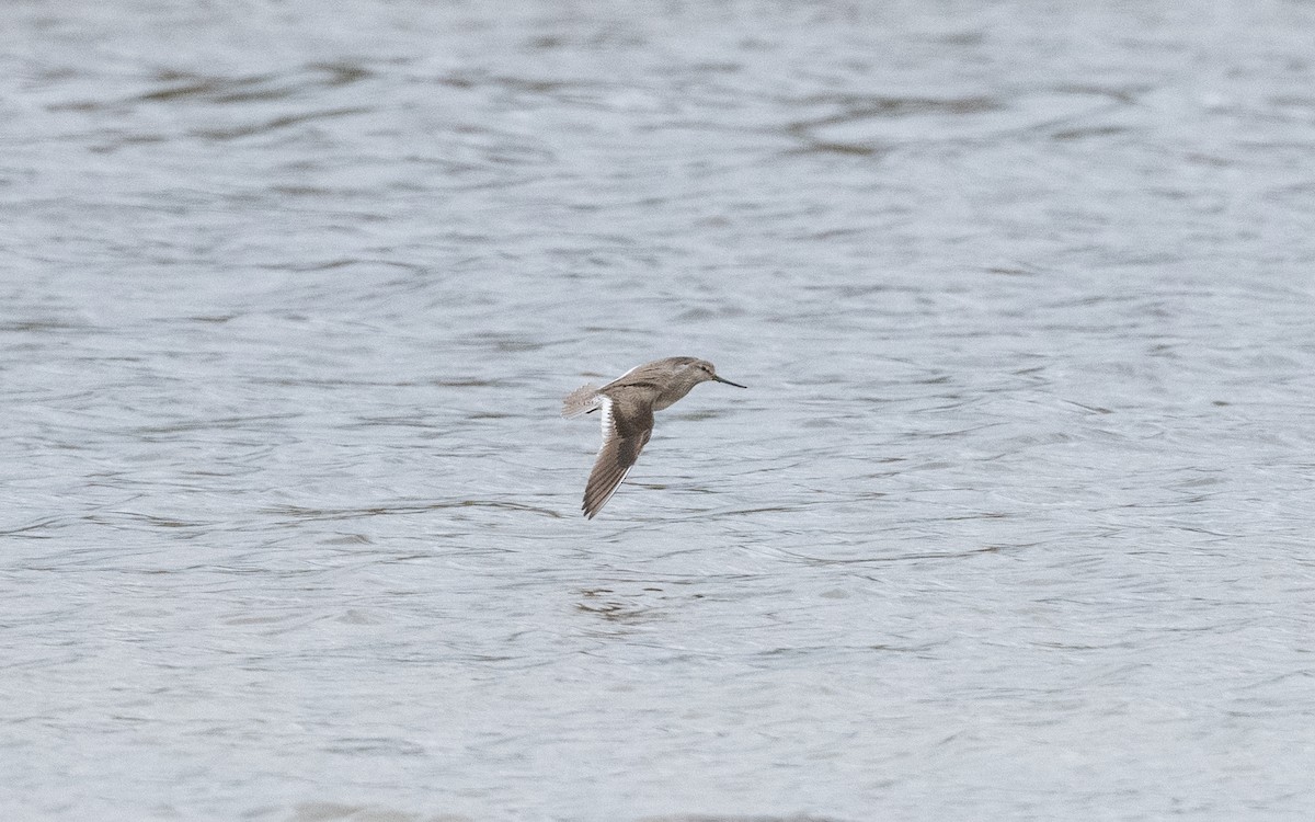 Terek Sandpiper - ML636238844
