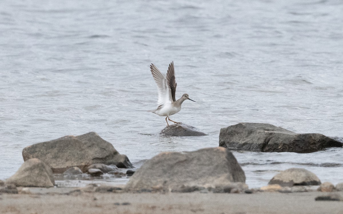 Terek Sandpiper - ML636238845