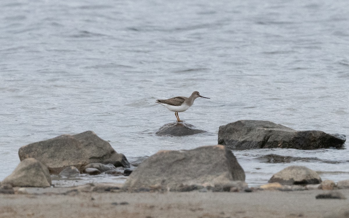 Terek Sandpiper - ML636238846