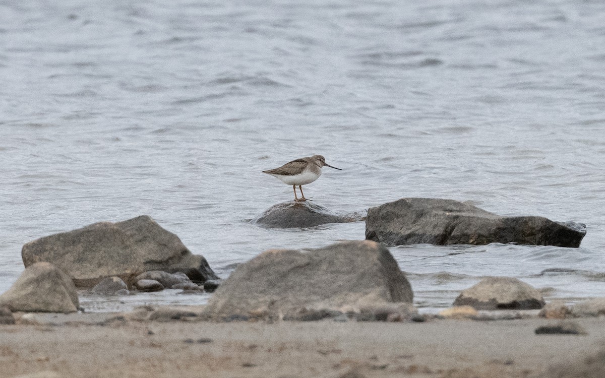 Terek Sandpiper - ML636238847