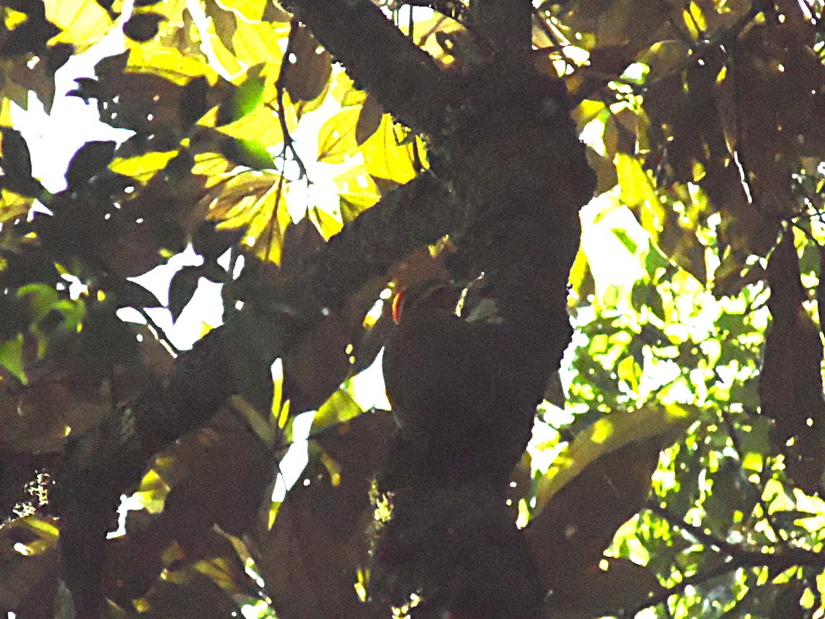 White-browed Woodpecker - ML636238860