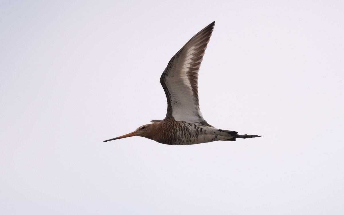 Black-tailed Godwit - ML636238867