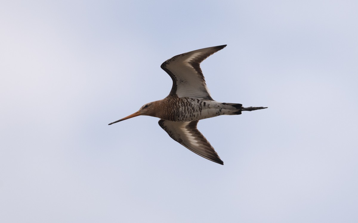 Black-tailed Godwit - ML636238868