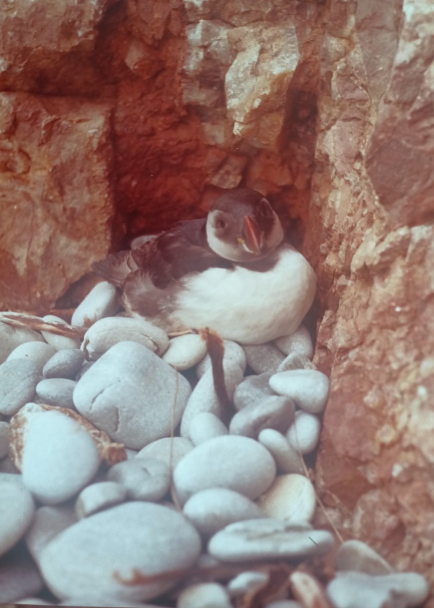 Atlantic Puffin - ML636238885